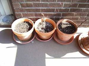 The flower pots, waiting for plants.